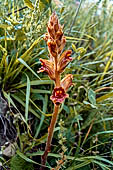 Nelle terre di Matilde - Sentiero da Valestra a Carpineti: Succiamele rossastro (Orobanche gracilis) Orobancacee